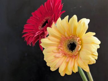 Güzel Gerbera çiçekleri yakın