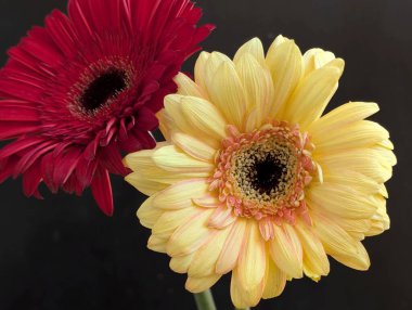 Güzel Gerbera çiçekleri yakın