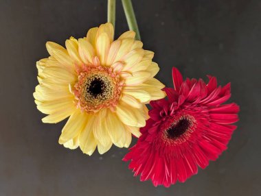 Güzel Gerbera çiçekleri yakın