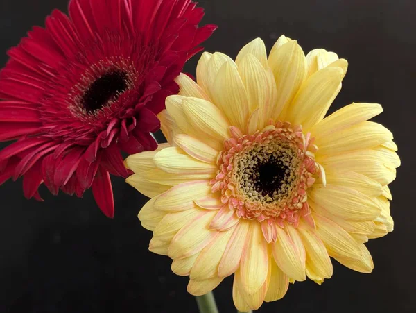 Güzel Gerbera çiçekleri yakın