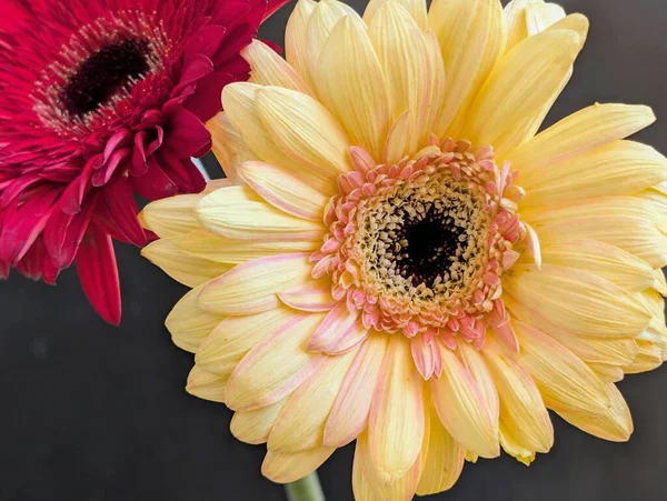 Güzel Gerbera çiçekleri yakın