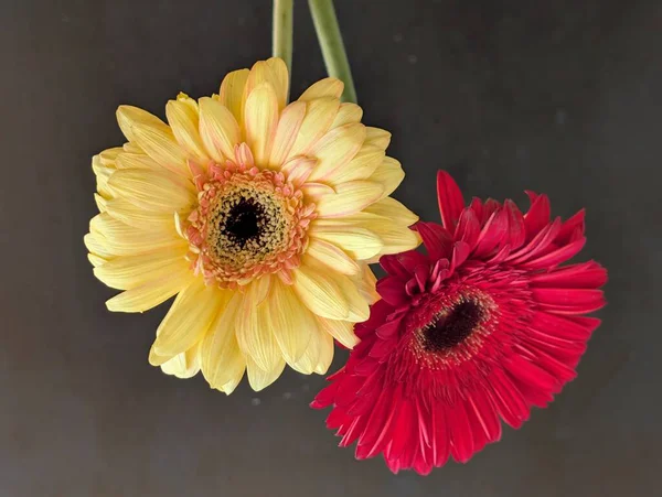 Güzel Gerbera çiçekleri yakın