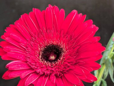 Siyah arka planda güzel Gerbera çiçeği, yaz konsepti, yakın görüş