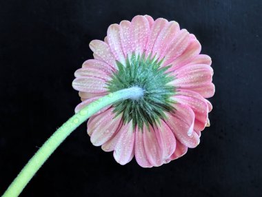 Bulanık arkaplanda güzel Gerbera çiçeğini kapat.