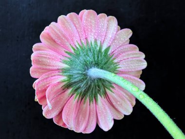 Bulanık arkaplanda güzel Gerbera çiçeğini kapat.