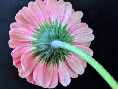 Bulanık arkaplanda güzel Gerbera çiçeğini kapat.