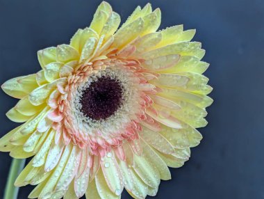 Bulanık arkaplanda güzel Gerbera çiçeğini kapat.