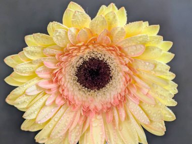 Bulanık arkaplanda güzel Gerbera çiçeğini kapat.