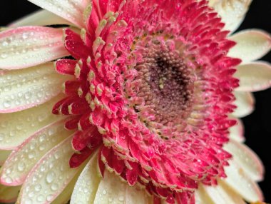 Arka planda güzel Gerbera çiçeği, kapat