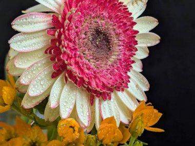 Arka planda güzel Gerbera çiçeği, kapat