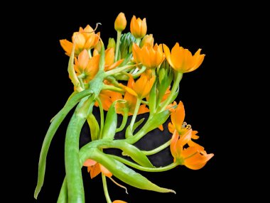 Ornithogalum dubium portakal çiçekleri kapanıyor
