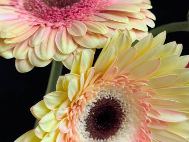 Arka planda güzel Gerbera çiçeği, kapat