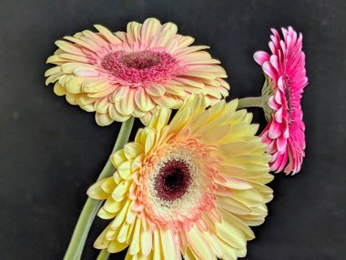 Arka planda güzel Gerbera çiçeği, kapat