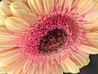 Arka planda güzel Gerbera çiçeği, kapat