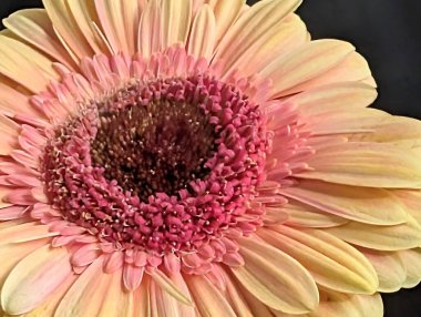 Arka planda güzel Gerbera çiçeği, kapat