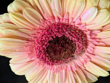 Arka planda güzel Gerbera çiçeği, kapat