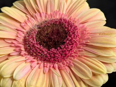 Arka planda güzel Gerbera çiçeği, kapat