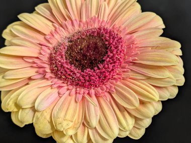 Arka planda güzel Gerbera çiçeği, kapat