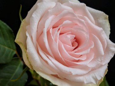 Su damlacıklarıyla pembe gül çiçeğini kapat.