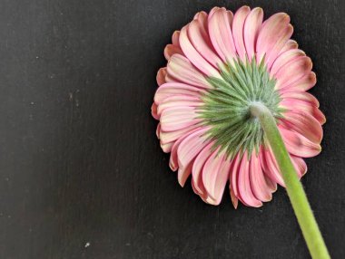 Arka planda güzel Gerbera çiçeği, kapat