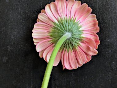 Arka planda güzel Gerbera çiçeği, kapat