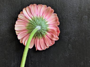 Arka planda güzel Gerbera çiçeği, kapat