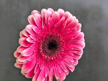 Arka planda güzel Gerbera çiçeği, kapat