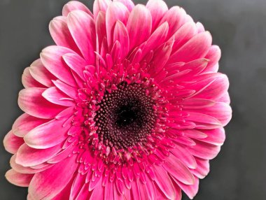 Arka planda güzel Gerbera çiçeği, kapat