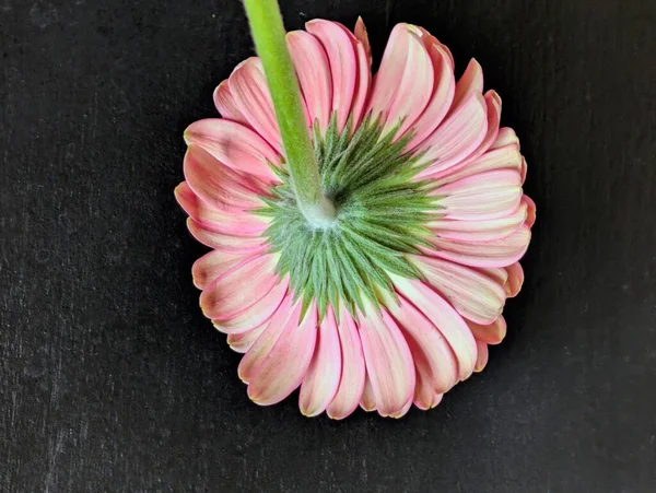 Arka planda güzel Gerbera çiçeği, kapat