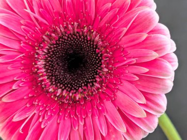 Arka planda güzel Gerbera çiçeği, kapat