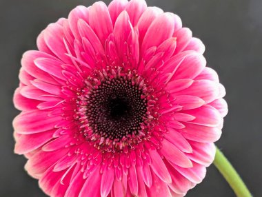 Arka planda güzel Gerbera çiçeği, kapat