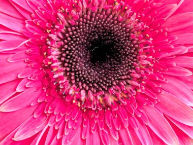 Arka planda güzel Gerbera çiçeği, kapat