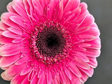 Arka planda güzel Gerbera çiçeği, kapat