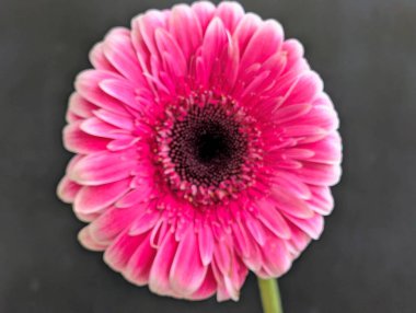 Arka planda güzel Gerbera çiçeği, kapat