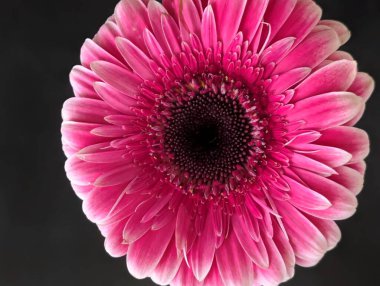 Arka planda güzel Gerbera çiçeği, kapat