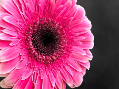 Arka planda güzel Gerbera çiçeği, kapat