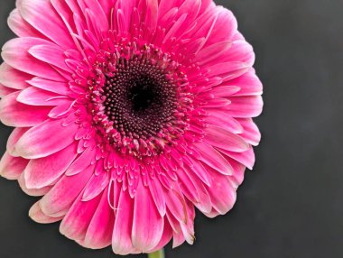 Arka planda güzel Gerbera çiçeği, kapat