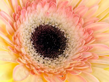 Arka planda güzel Gerbera çiçeği, kapat