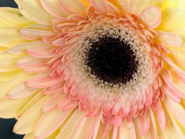 Arka planda güzel Gerbera çiçeği, kapat