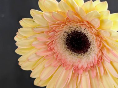 Arka planda güzel Gerbera çiçeği, kapat