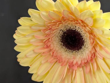 Arka planda güzel Gerbera çiçeği, kapat