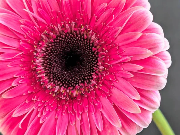 Arka planda güzel Gerbera çiçeği, kapat