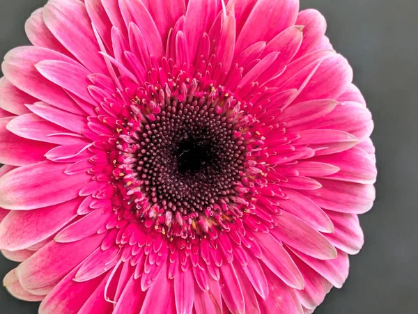 Arka planda güzel Gerbera çiçeği, kapat