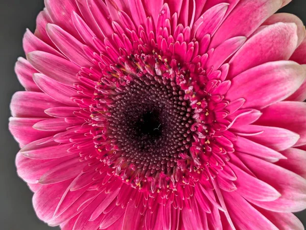 Arka planda güzel Gerbera çiçeği, kapat