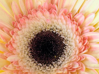 Arka planda güzel Gerbera çiçeği, kapat