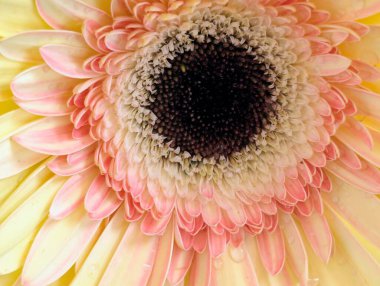 Arka planda güzel Gerbera çiçeği, kapat