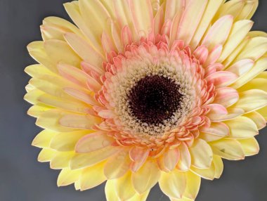 Arka planda güzel Gerbera çiçeği, kapat