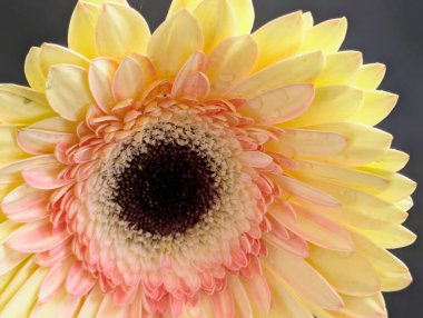 Arka planda güzel Gerbera çiçeği, kapat