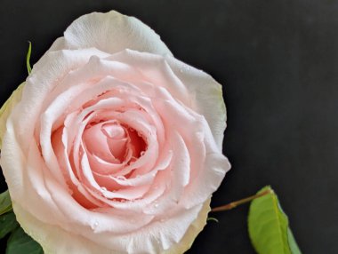 Su damlacıklarıyla pembe gül çiçeğini kapat.