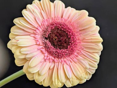 Arka planda güzel Gerbera çiçeği, kapat